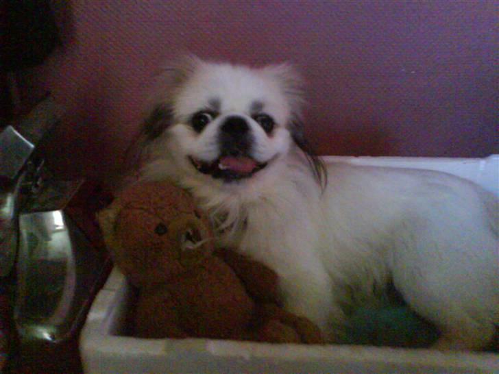 Pekingeser Buster - i sin kruv,. billede 18