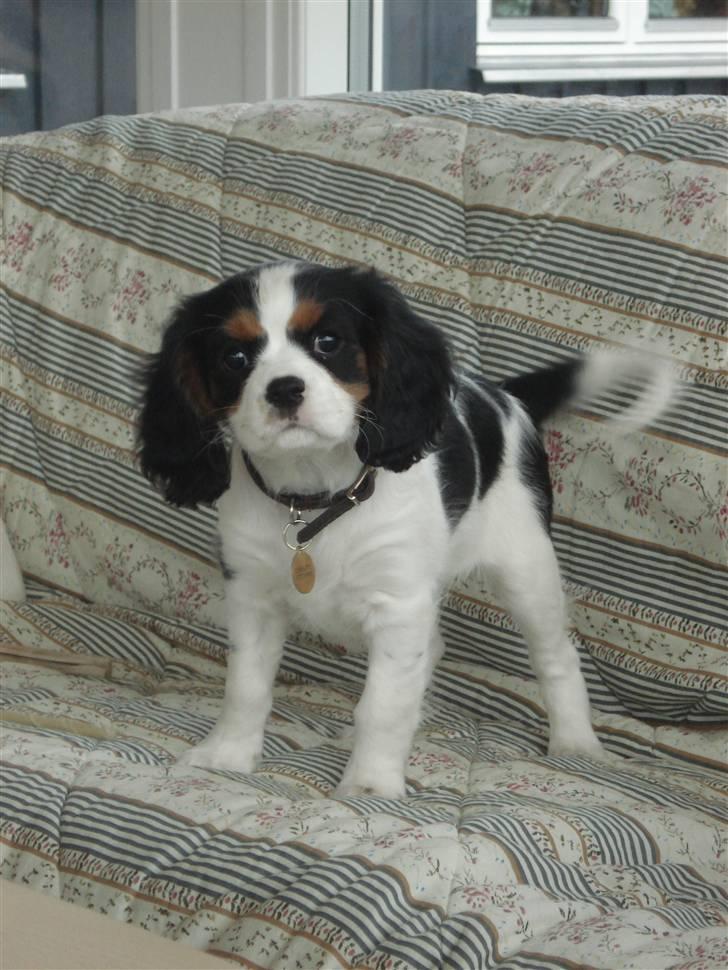 Cavalier king charles spaniel Luna billede 6