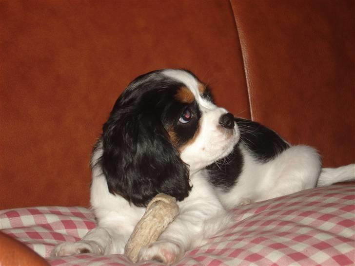 Cavalier king charles spaniel Luna billede 7