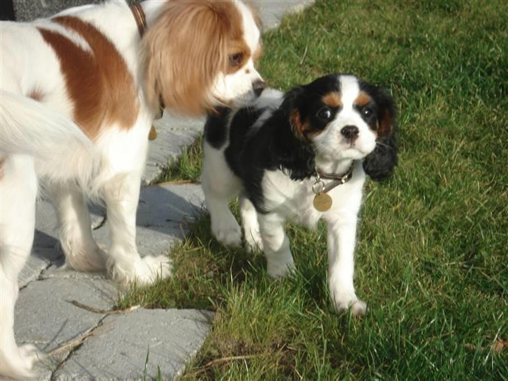 Cavalier king charles spaniel Luna billede 8