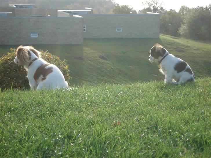 Cavalier king charles spaniel Luna billede 9