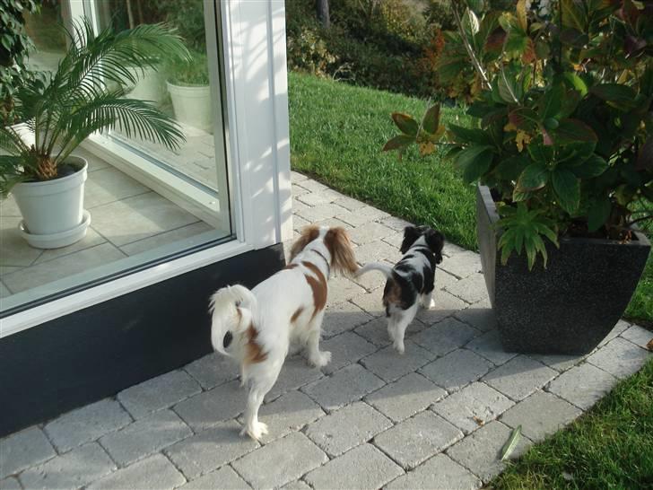 Cavalier king charles spaniel Luna billede 10