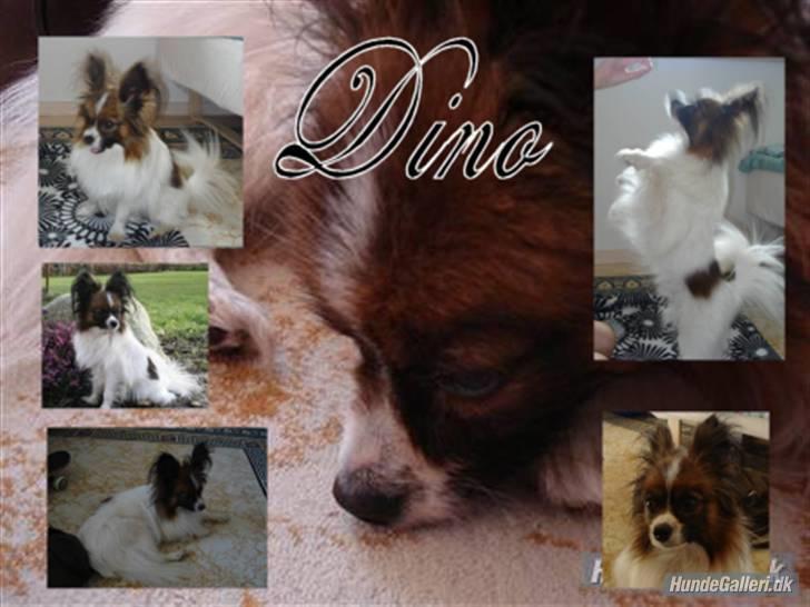 Papillon Dino - Det her har hun også lavet  billede 12