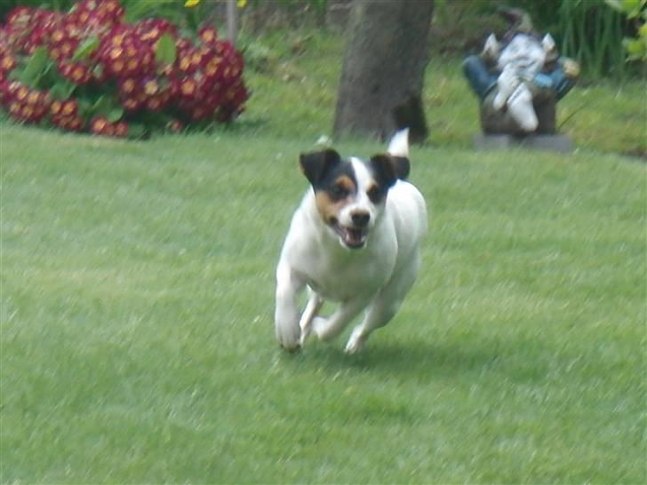 Jack russell terrier  * Fine * - i mormor´s have ;) billede 17