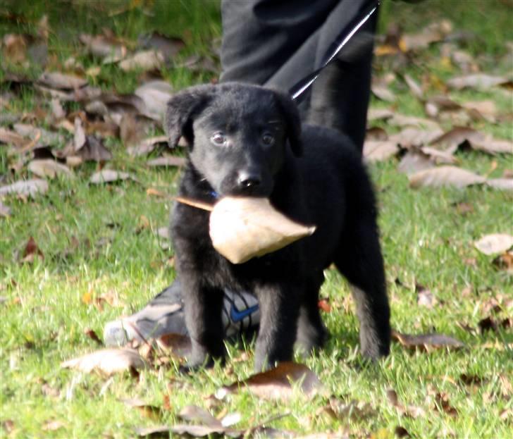 Blanding af racer Nani - Med blad i munden billede 6