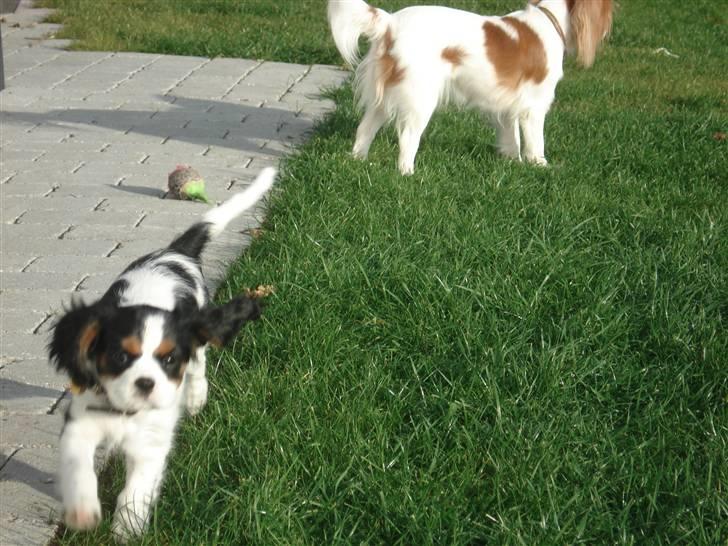 Cavalier king charles spaniel Luna billede 11