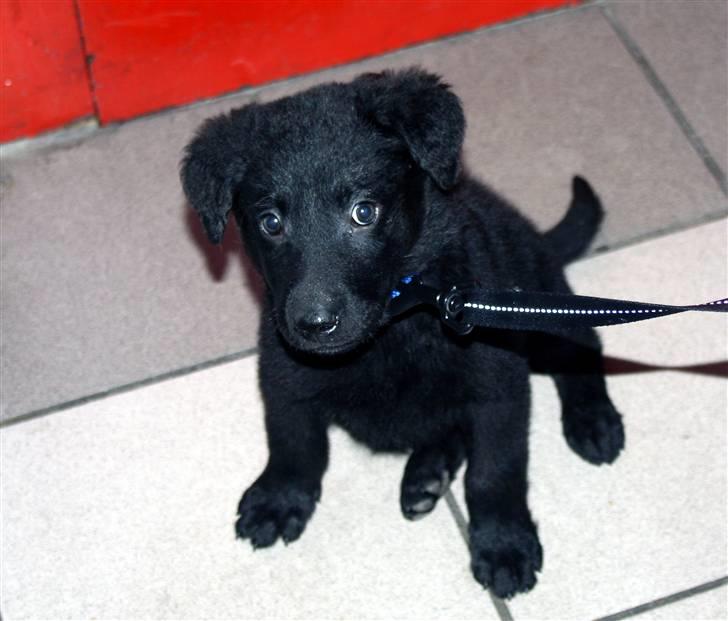 Blanding af racer Nani - Venter på elevator billede 7