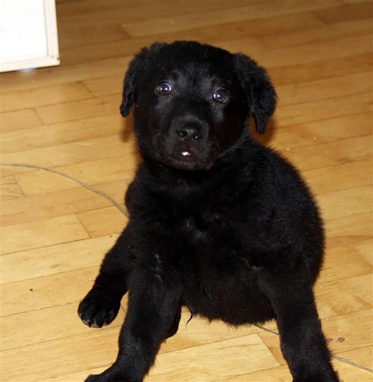 Blanding af racer Nani - Vapsi billede 8