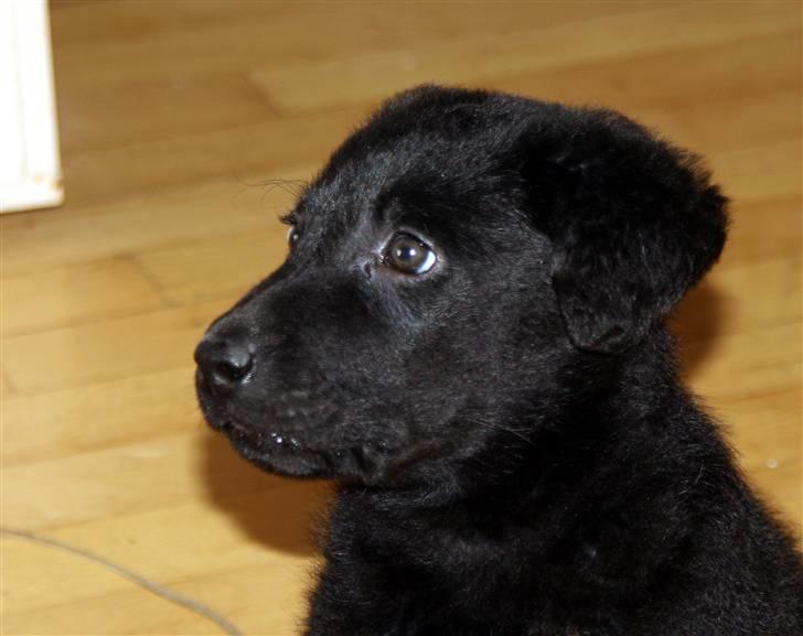 Blanding af racer Nani - Kigger opmærksomt på katten billede 9