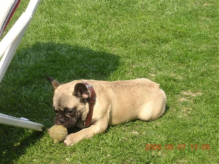 Fransk bulldog Pumba - Den her, den er bare go` billede 18