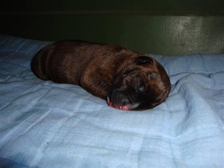 Blanding af racer Marley (RIP 26.07.2016) - BØVS tak for mad..........hik... billede 11