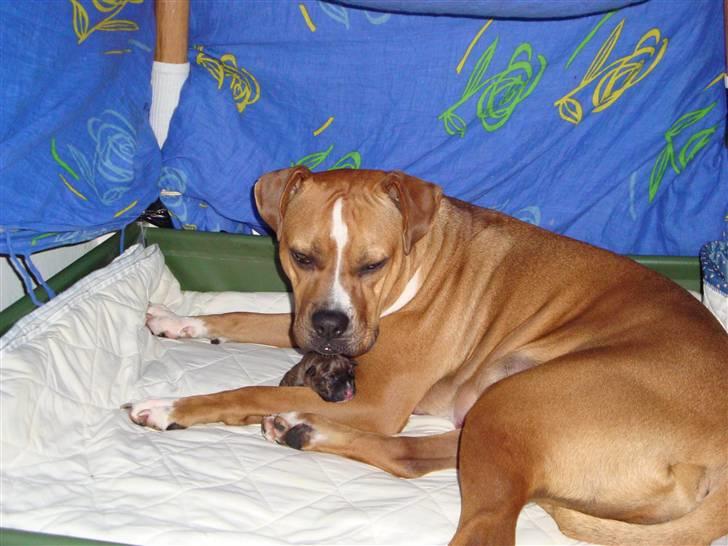 Blanding af racer Marley (RIP 26.07.2016) - hey mor flyt lige knolden.. det underbid er tungere en mig... billede 12