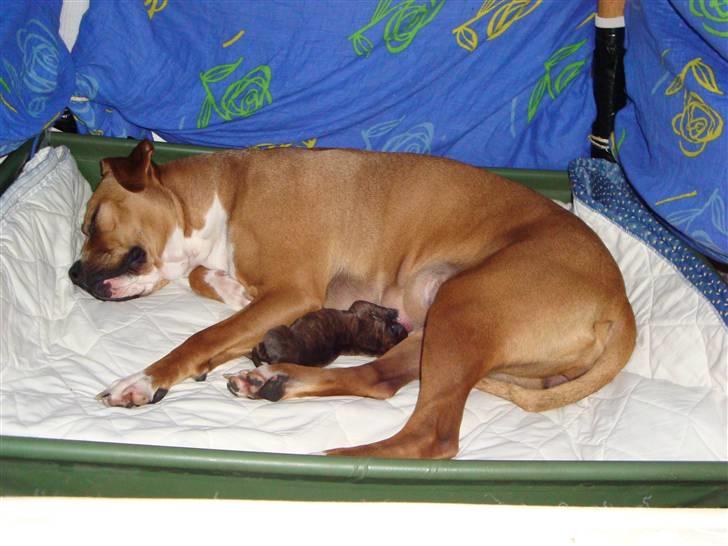 Blanding af racer Marley (RIP 26.07.2016) - hvorfor stå og spise når man kan ligge...desuden står jeg ik så godt endnu... billede 13