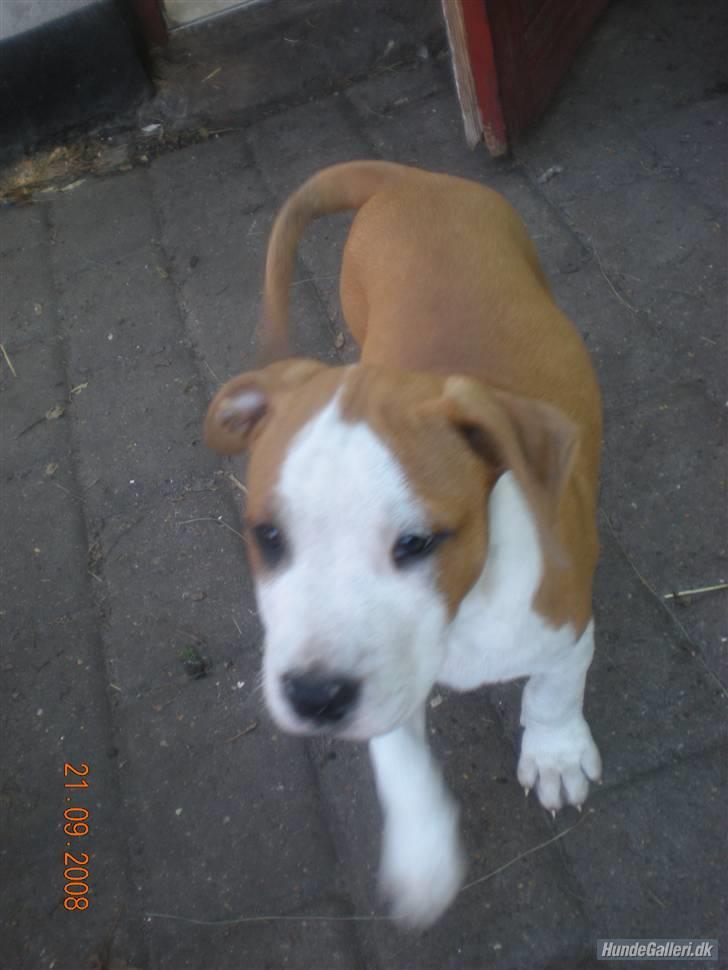 Amerikansk staffordshire terrier Nozmo billede 9