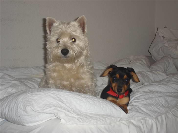 Blanding af racer Mille billede 11