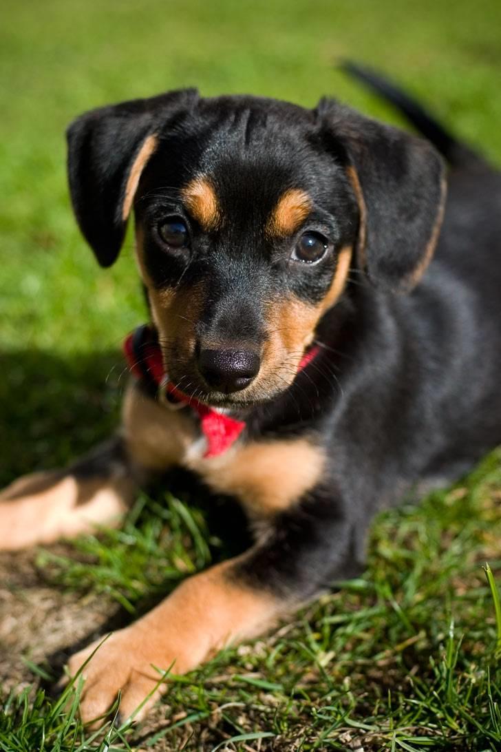 Blanding af racer Mille - Dengang jeg var lille og sød... billede 1