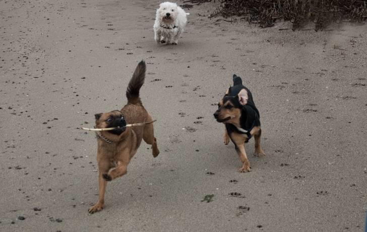 Blanding af racer Mille - Og så legede vi.... billede 12