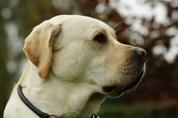 Labrador retriever Tiko billede 1