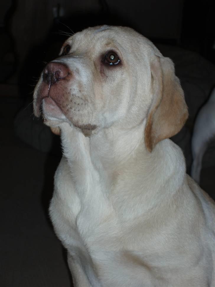 Labrador retriever Tiko billede 2