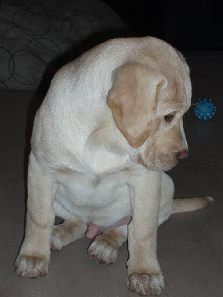 Labrador retriever Tiko billede 3