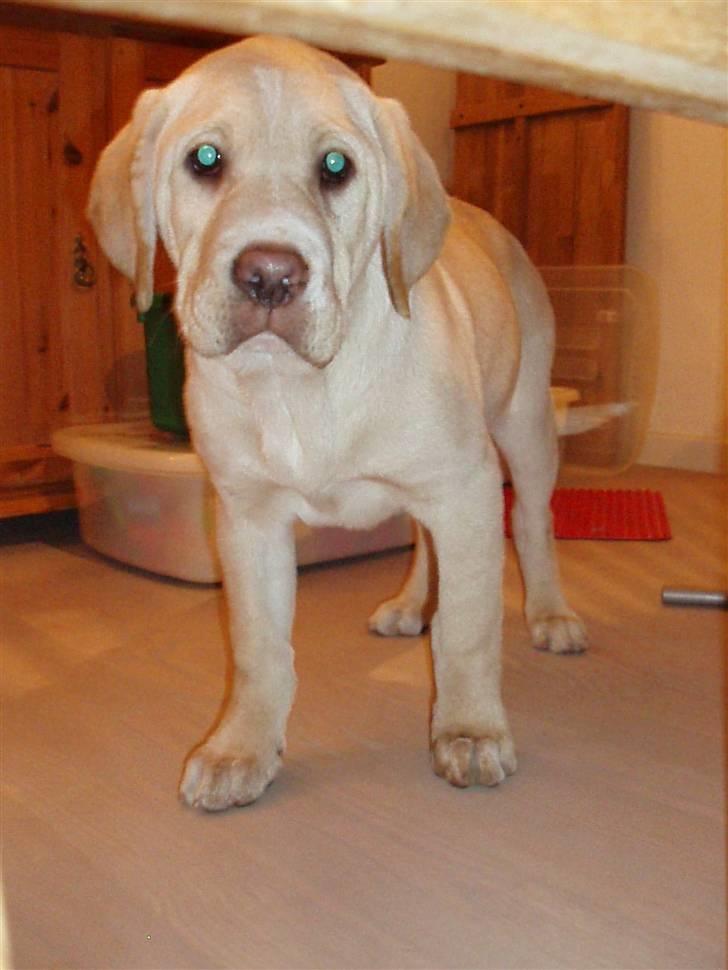 Labrador retriever Tiko billede 4