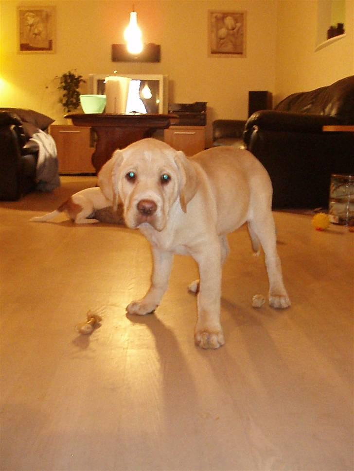 Labrador retriever Tiko billede 5