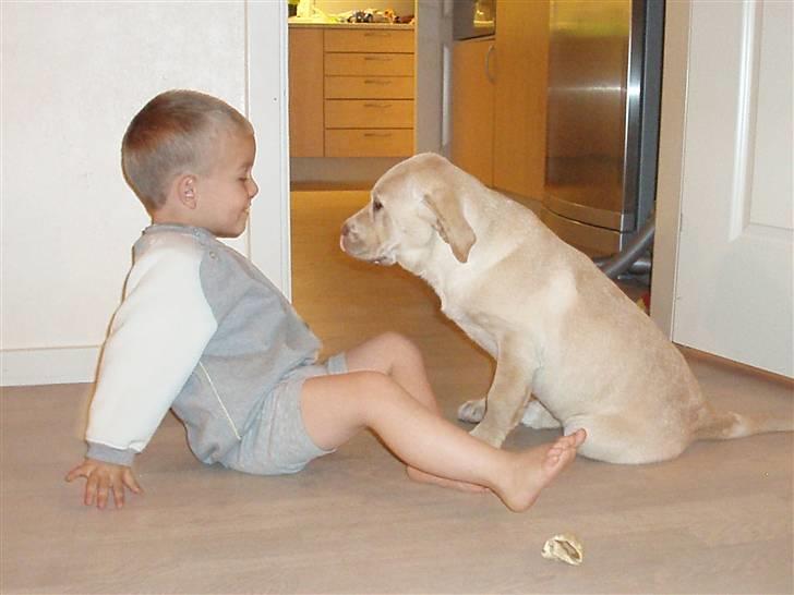 Labrador retriever Tiko billede 6