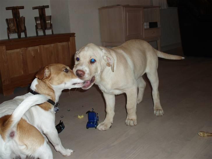 Labrador retriever Tiko billede 7