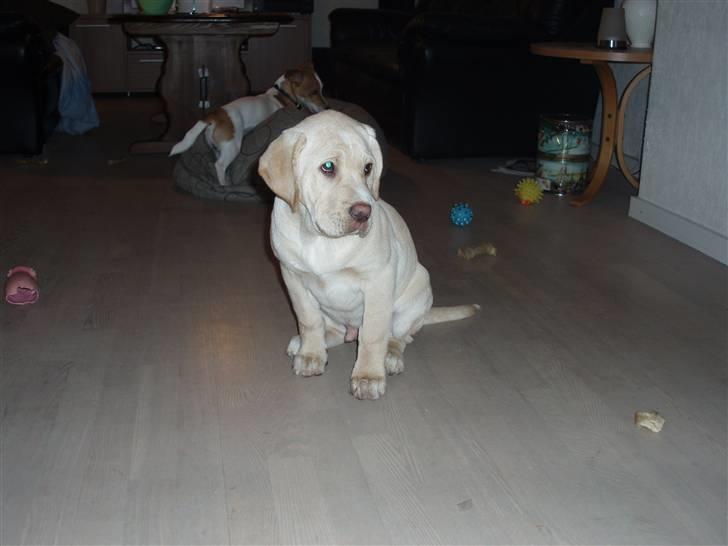 Labrador retriever Tiko billede 8