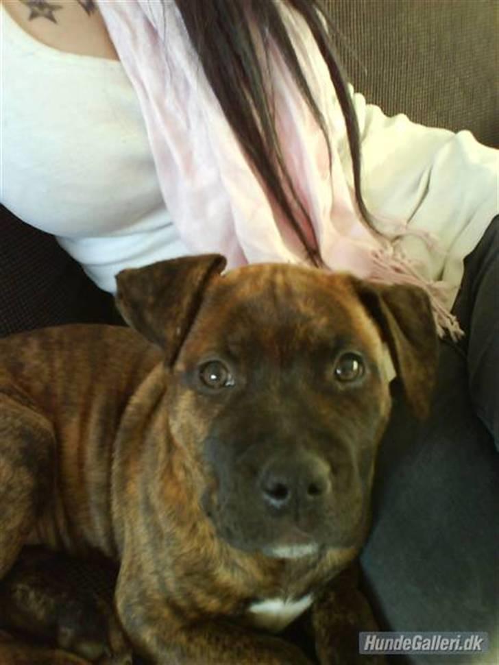 Amerikansk staffordshire terrier Zoey - Baby Zoey, faktisk inden jeg fik hende :) billede 6