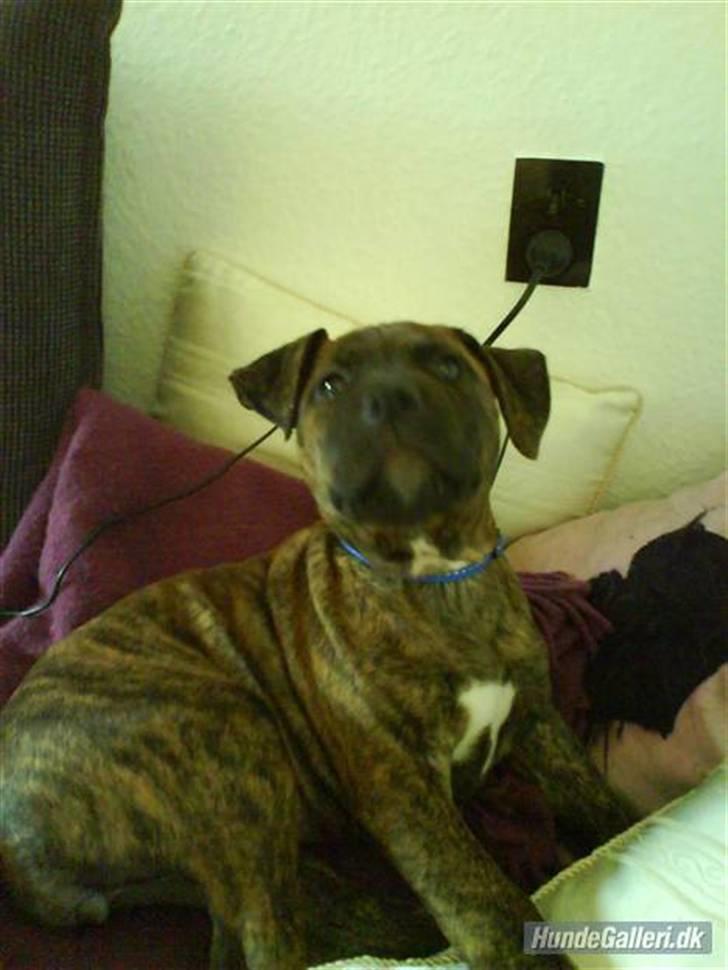 Amerikansk staffordshire terrier Zoey - Smiler her er hun ca. 3 mdr gammel billede 7