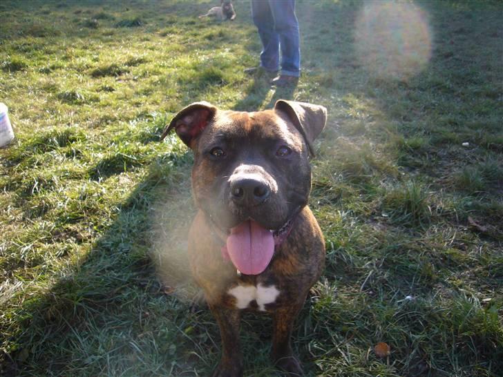 Amerikansk staffordshire terrier Zoey - Zoey i Fredericia Hundeskov billede 8