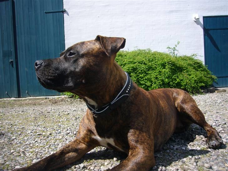 Amerikansk staffordshire terrier Zoey - Hun er utrolig nysgerrig billede 9