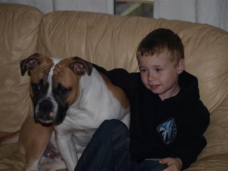 Amerikansk bulldog CadillacBulls " Tank " billede 10