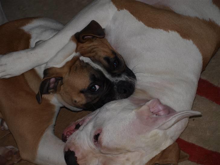 Amerikansk bulldog CadillacBulls " Tank " billede 11