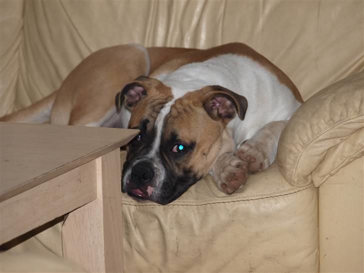 Amerikansk bulldog CadillacBulls " Tank " billede 12