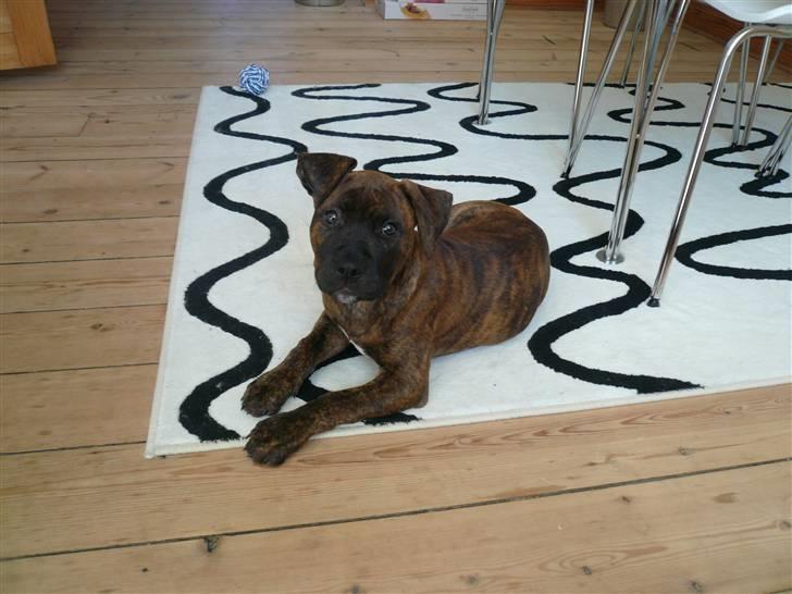 Amerikansk staffordshire terrier Zoey - Her startede mit liv med Zoey :) billede 10