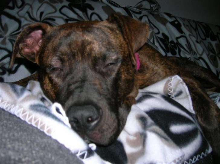 Amerikansk staffordshire terrier Zoey - Og væk var hun så:) billede 11