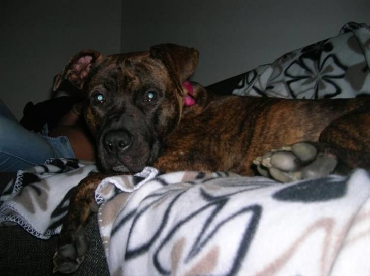 Amerikansk staffordshire terrier Zoey billede 12