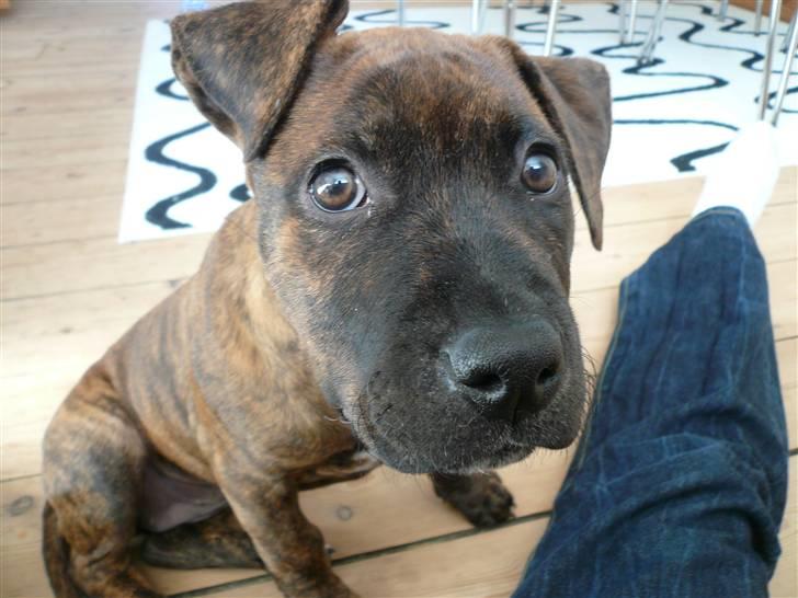 Amerikansk staffordshire terrier Zoey - close up :) billede 13