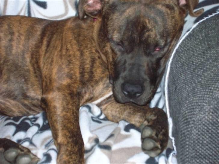 Amerikansk staffordshire terrier Zoey - Sover rigtig sødt billede 14