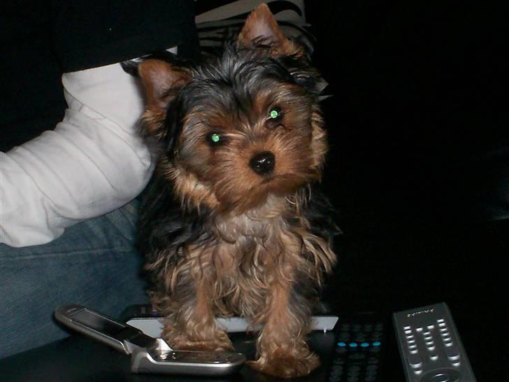 Yorkshire terrier Domino billede 7