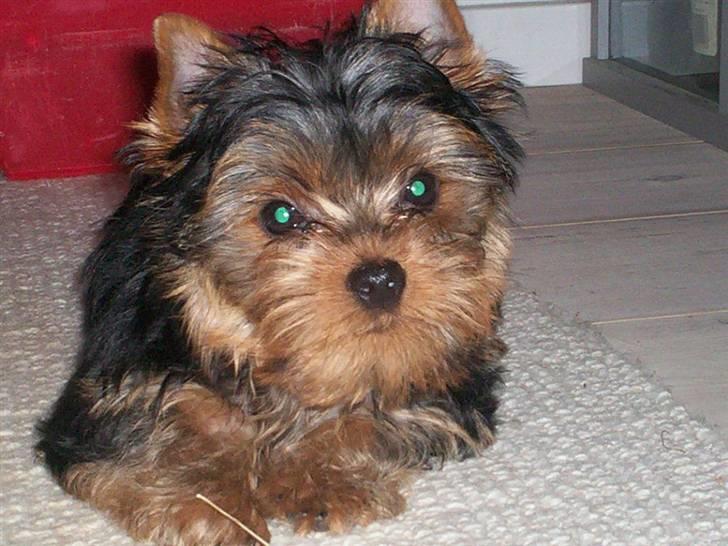 Yorkshire terrier Domino billede 8