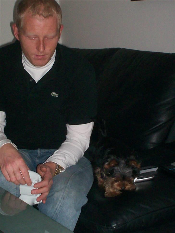 Yorkshire terrier Domino billede 9