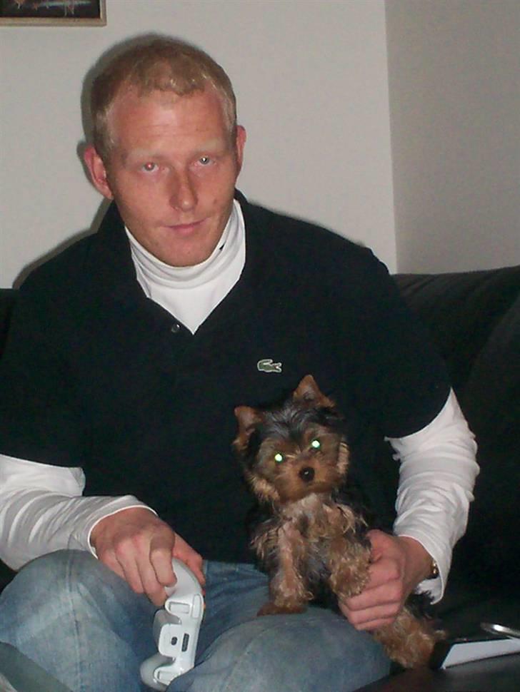 Yorkshire terrier Domino billede 10