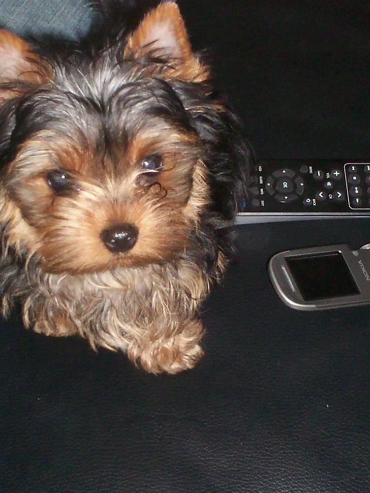 Yorkshire terrier Domino billede 11