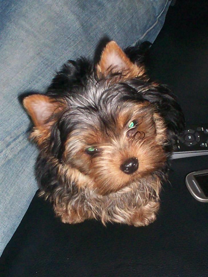 Yorkshire terrier Domino billede 12