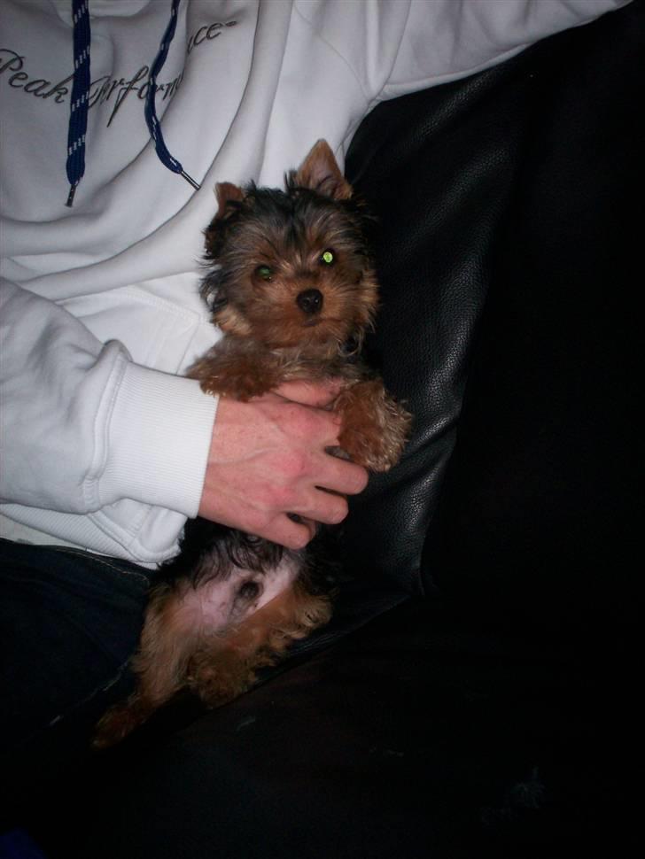 Yorkshire terrier Domino billede 13
