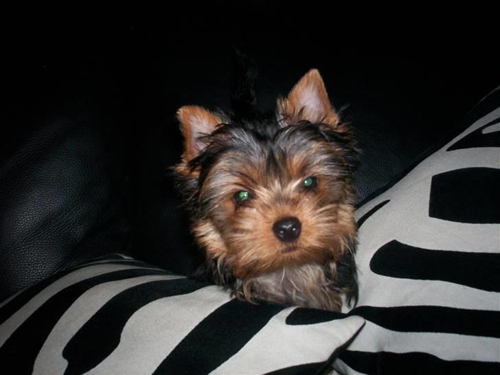 Yorkshire terrier Domino billede 14