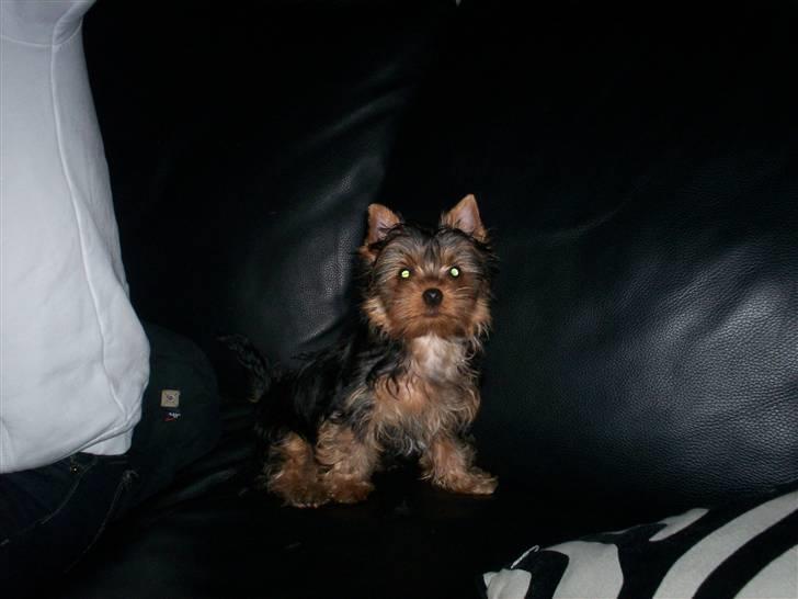 Yorkshire terrier Domino billede 15